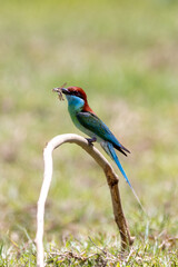 Beautiful bird in Asian, It is a kind of bird found in Thailand.