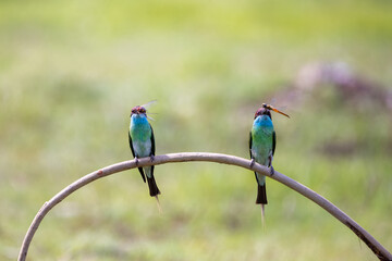 Beautiful bird in Asian, It is a kind of bird found in Thailand.