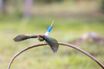 Beautiful bird in Asian, It is a kind of bird found in Thailand.