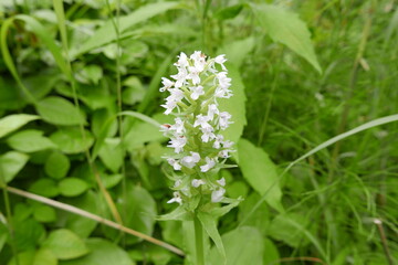 Himenuma swamp Rishiri island at Northern Hokkaido in Japan