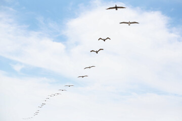 Pelicans soar in the clouds