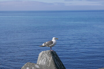 Nature and Gastronomy place Rishiri island at Northern Hokkaido in Japan