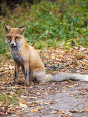 Fototapeta premium Close up of a red fox Vulpes vulpes, sitting on a path in the forest.