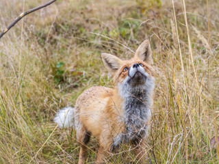 Close up of the muzzle of the red fox Vulpes vulpes in the autumn forest.