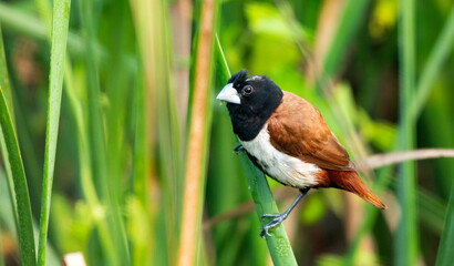 Tri-colour Munia