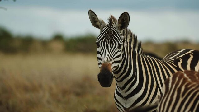 Foal Standing By Zebra In Wildlife Sanctuary - Nairobi, Kenya