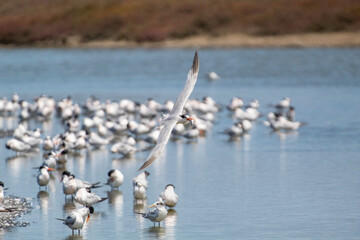 An Elegant Tern flying hunting for fish