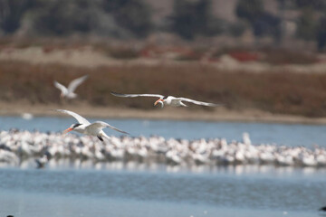 An Elegant Tern flying hunting for fish