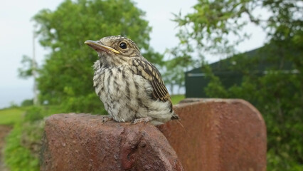 Spotted flycatcher sitting on a gatepost in the UK