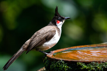 Red-whiskered Bulbul