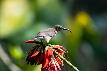 Beautiful Bird of India