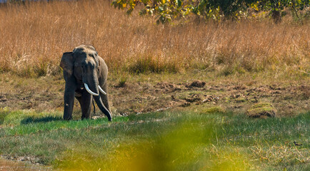 Fototapeta premium Asian Elephant