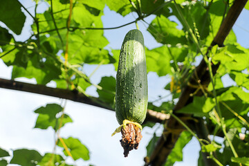 Zucchini fruit in the kitchen garden. Organic vegetables for health. Close-up shot, 