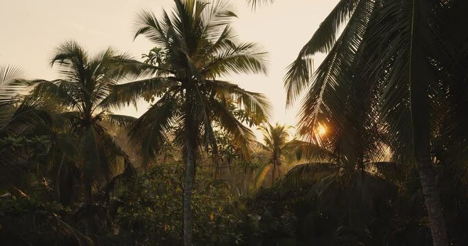 Palm Trees and Tropical Jungle in the Morning at Sunset