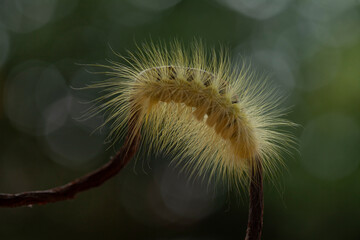 Hairy Caterpillar on Unique Branch