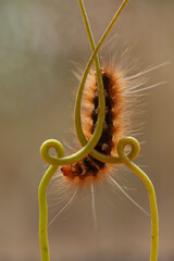 Hairy Caterpillar on Unique Branch