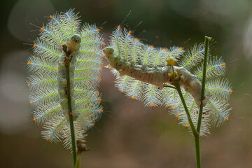 Hairy Caterpillar on Unique Branch