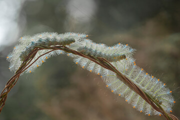 Naklejka premium Hairy Caterpillar on Unique Branch