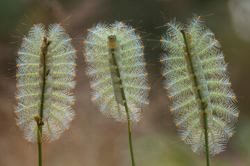 Hairy Caterpillar on Unique Branch