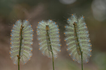 Hairy Caterpillar on Unique Branch
