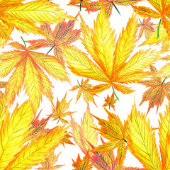 Watercolor pattern yellow autumn leaf of hemp grass, on a white background for your design seamless, illustration hand drawn