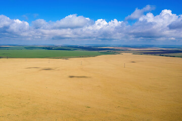 Fototapeta na wymiar Aerial view of wheat field on sunny summer day. Saratov Oblast, Russia..
