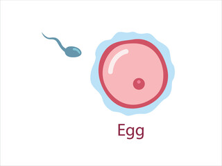 Ovule with sperm, female fertility cell, Oocyte. Woman reproductive system. The stage of fertilization. 
Vector medical illustration.

