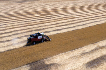 Aerial view of сombine harvesting wheat on sunny summer day.