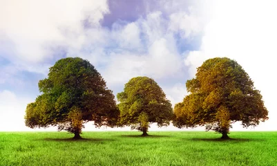 Wandcirkels tuinposter Trees in green field © vectorfusionart