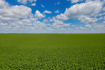Rural landscape. Aerial view of sunflower field on sunny summer day. Volga, Russia.
