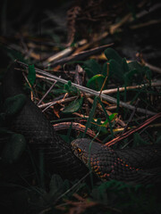 snake in the woods