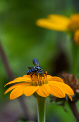 花に止まったブルービー