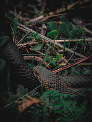snake in the woods
