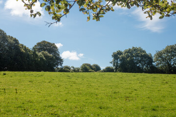 Green field against a green forest ans blue sky 