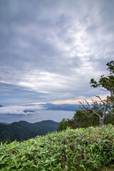 Obraz premium 曇り空の下でクマザサの向こうに湖を見下ろす風景。日本の北海道の津別峠。