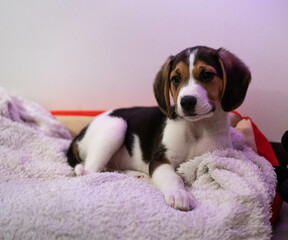 Beagle