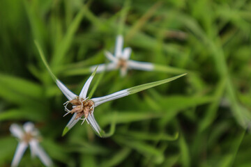 Grass flower