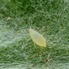Aphid Pest Close-up. Greenfly or Green Aphid Garden Parasite Insect Pest Macro on Green Background