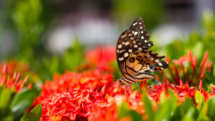 Fototapeta na wymiar Butterfly with red flower spike.