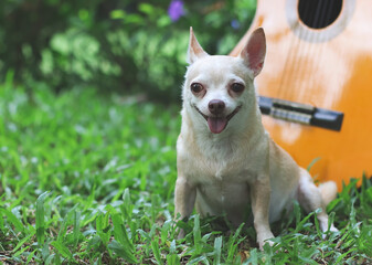 happy brown short hair chihuahua dog sitting on green grass with acoustic  guitar in the garden, smiling with his tongue out