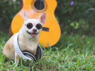 happy brown short hair chihuahua dog wearing sunglasses and headphones around neck,sitting with acoustic guitar on green grass in the garden, smiling .