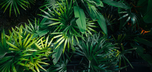Naklejka na ściany i meble tropical leaves and trees background