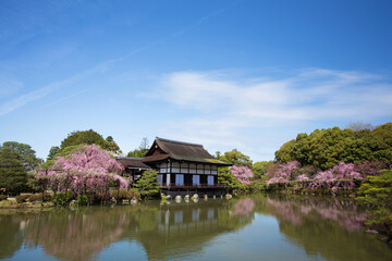 Fototapeta na wymiar 京都　平安神宮　神苑の枝垂れ桜
