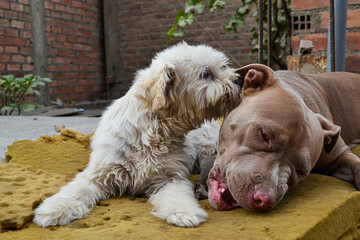 Two dogs of different breeds living together and sharing a bone. Concept of abandonment, rescue or adoption.