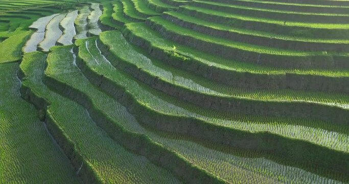 Smooth orbit drone shot of green flooded terraced rice field that planted with small young paddy plant in the morning. Tropical rural view of asian rice field