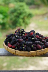 mulberries in a basket.