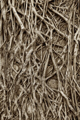 Closeup view of root of banyan tree on wall