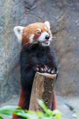 Fototapeta premium Red Panda, Firefox or Lesser Panda (Ailurus fulgens)