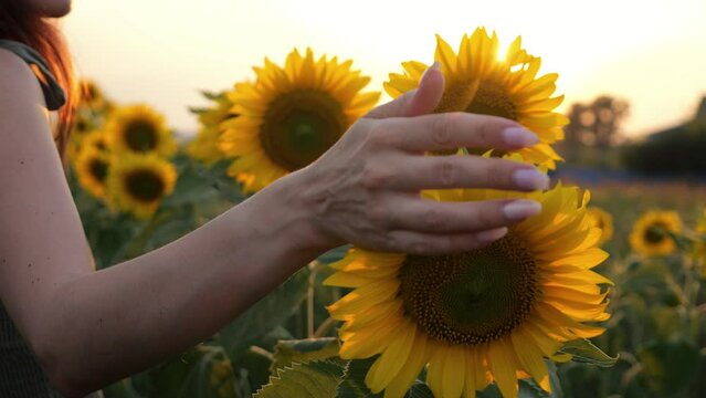 Woman hands with pretty manicure touch blooming sunflowers on evening field at back sunset. Adult meets sunset among sunflower field