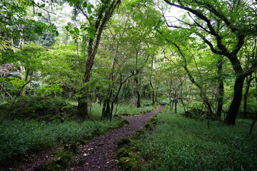 Fototapeta premium fascinating summer forest with path